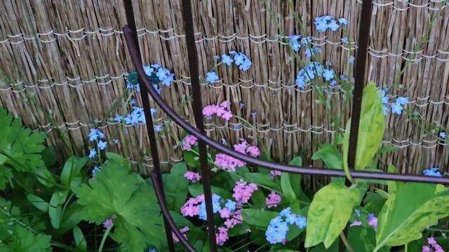 Вечерние незабудки/ Наш миниатюрный сад/ 12 мая смотреть онлайн