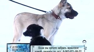 ОЗЖ "Кот и пес" Новокузнецк