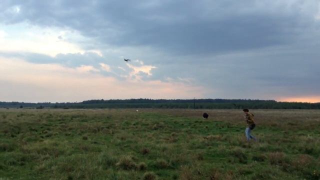 Соколиная охота, (свободный полёт тренировка по вабилу).