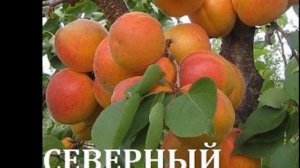 Морозостойкие и выносливые сорта абрикосов: весенняя ярмарка саженцев!
