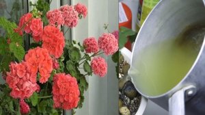 Обычное средство из  аптечки вызывает бурное цветение пеларгонии и декабриста. Показываю в деталях.