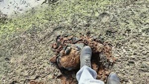 Собрал металл на берегу пруда. КОП С ТХ850