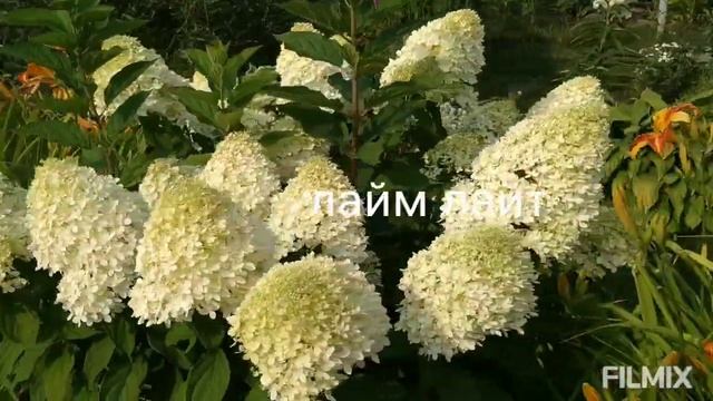 моя любимая дача 6.08.22/прекрасное цветение метельчатых гортензий ? смотреть онлайн