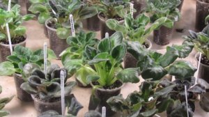 ГУБИТЕЛЬНАЯ "САУНА" ДЛЯ ФИАЛОК. БОРЕМСЯ С ПОВЫШЕННОЙ ВЛАЖНОСТЬЮ.