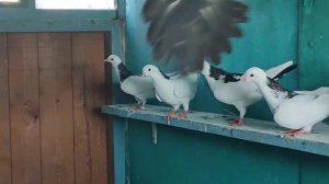 Бакинские бойные голуби (шейки чёрные, сизые)