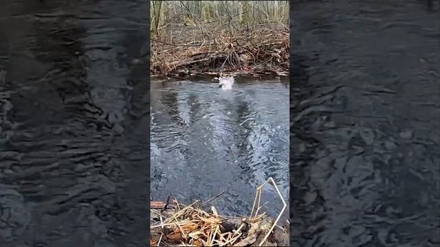 ЖДЁМ ВЕСНУ, возьмём УДОЧКУ и на ручей лесной! Рыбалка