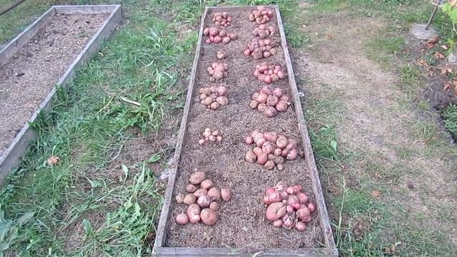 Сентябрь 2018 года. Картошка на песке, глине и досках... смотреть онлайн