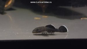 Звездчатый Анциструс