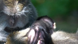 Monyet kecil yang lucu berjalan terhuyung-huyung
