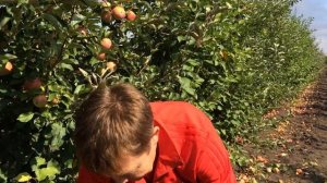 Как правильно собирать яблоки?