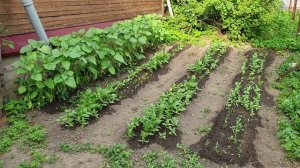 Цинии для букета к 1 сентября