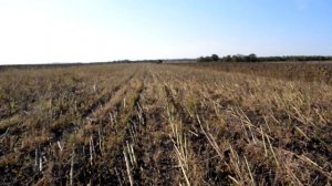 Нива СК 5 , уборка подсолнечника под Экспресс