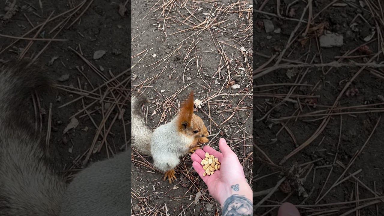 Почти ручная белочка #смешныеживотные #белочка смотреть онлайн