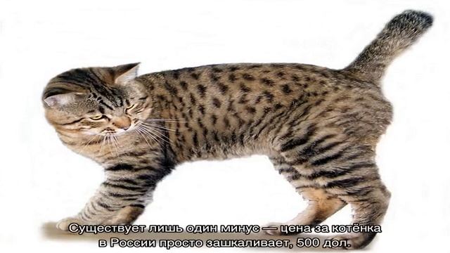 Американский бобтейл — порода кошек, короткошерстный бобтейл