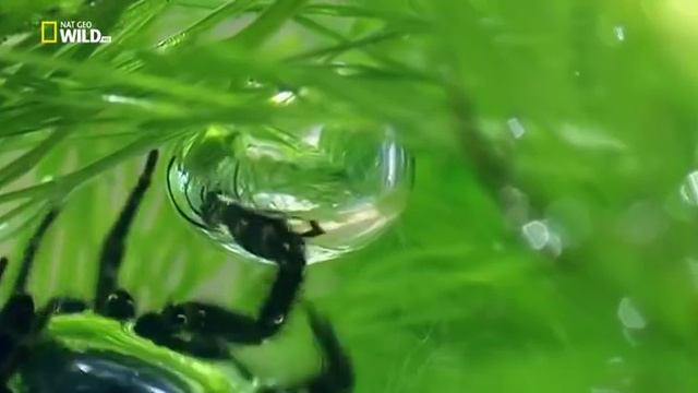 Удивительные пауки. 2015 HDTVRip (360p) смотреть онлайн