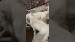 Алабайчики играет с друг другом. сагхои тоза чупони Ffermer tj