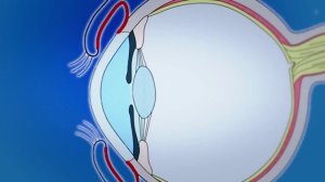 Передняя камера глаза человека - строение и функции