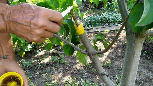 Летняя прививка яблонь под кору .Для начинающих.
