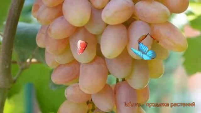 Виноград плодовый Юбилей Новочеркасска ? обзор: как сажать, саженцы винограда Юбилей Новочеркасска