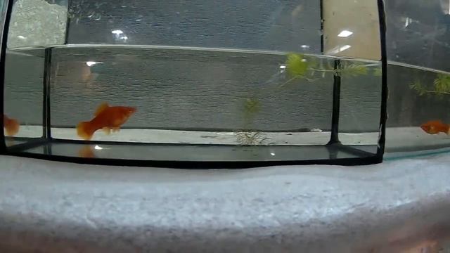 КОГДА БУДУТ РОДЫ?? КАК ОПРЕДЕЛИТЬ КОГДА РЫБКЕ РОЖАТЬ?? смотреть онлайн