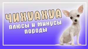 Чихуахуа. достоинства и недостатки породы