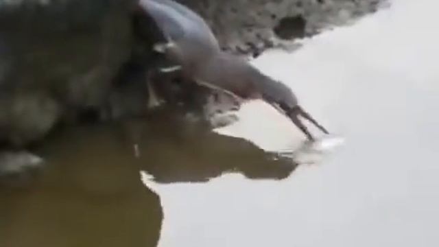 Умная птица:) смотреть онлайн