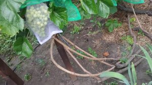03.08.2021 год. Виноград Памяти Домбковской (ЧБЗ), Алёшенькин и Аметист Новочеркасский