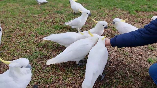Смешные какаду на улице Сиднея.Funny cockatoos on a Sydney street.. смотреть онлайн