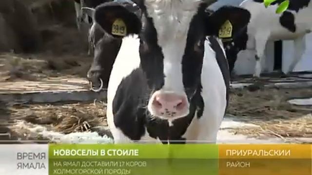 Новоселы, в стойло! На Ямал доставили 17 коров холмогорской породы