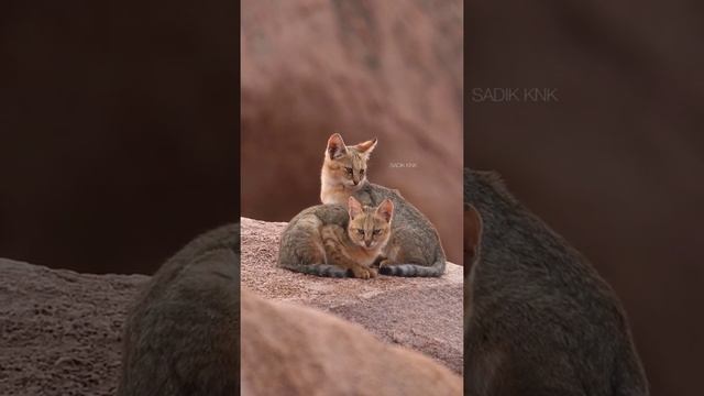 JUNGLE CAT | KITTEN | FELIS CHAUS #Shorts смотреть онлайн