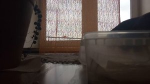 Как быстро вырастить миндаль из орешка