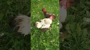 Бой петухов доканца