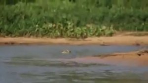 Крокодил и не думал, что и его могут запросто сожрать.