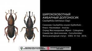 Широкохоботный амбарный долгоносик (Caulophilus latinasus (Say))