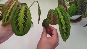 Маранта Триколор/ Традесканция сорт Жёлтый холм/ Повседневные заботы