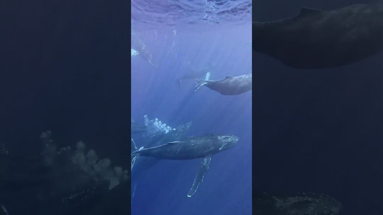 Мир спокойствия и великолепия смотреть онлайн