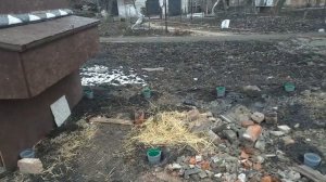 Кривошея  у кролика -лечение , итог.