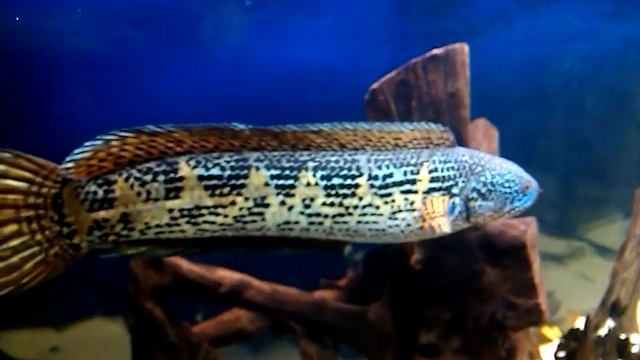 Змееголов. Channa aurantimaculata смотреть онлайн