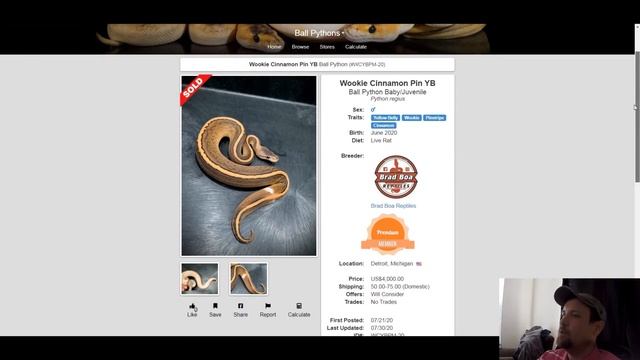 Wookie Ball Python Morph Combos | Jack's Reptiles