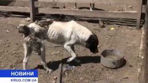 Пойман живодёр!