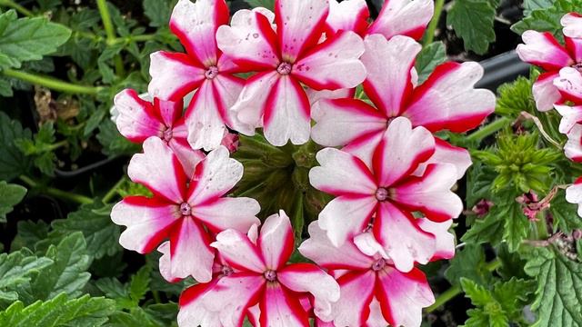 How to Grow Lanai Candy Cane Verbena