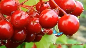 Калина красная Белорусская 3-21 ? обзор: как сажать, саженцы калины Белорусская 3-21