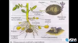 Видоизменение побега. Биология в стихах 6 класс.
