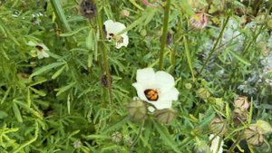 Vlog 404 - Романтический английский сад - White garden at Loseley