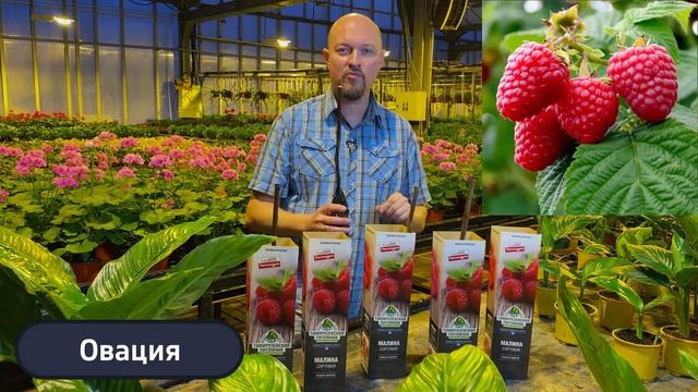 Ремонтантная малина от Тимирязевского Питомника Новинки 2022 смотреть онлайн