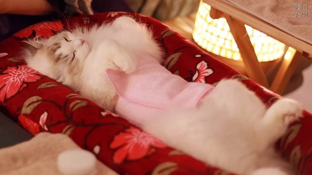 ASMR 마지막 에스테틱. 그동안 총 비용을 정산해요! ??고양이 전용 에스테틱 11탄?♀️ / Sub in 14 Languages / 상황극 / 롤플레이 / ロールプレイ смотреть онлайн