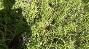 Белый гриб на 1.5 килограмма / Массовый сбор белых грибов