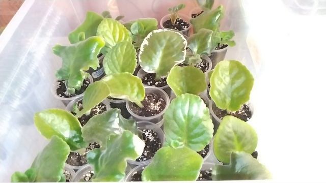 ТЕПЛИЧКА ДЛЯ ФИАЛОК И ДРУГИХ РАСТЕНИЙ. ЗАЧЕМ НУЖНА И КАК ПРАВИЛЬНО ПОЛЬЗОВАТЬСЯ? смотреть онлайн