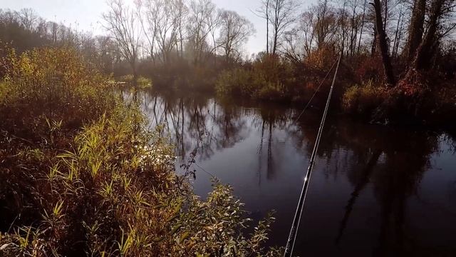 Бобры и рыбы. Без рыбы смотреть онлайн