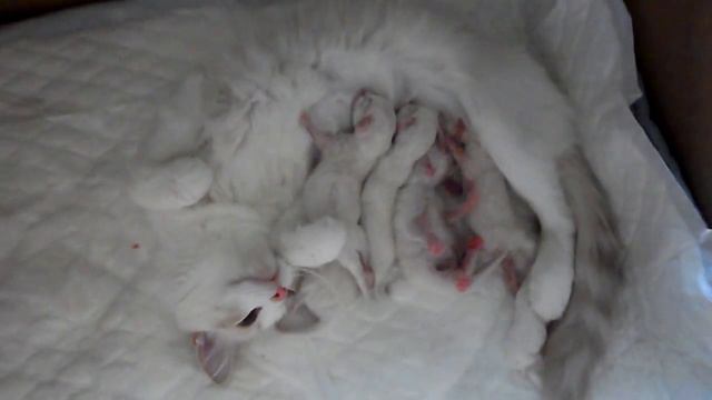 la guerre de la mamelle chez les ragdolls смотреть онлайн